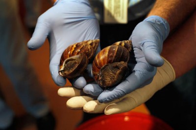 US border agents seize 15 giant snails