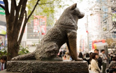 The Extraordinary Life of Hachiko, Japan's Loyal Dog