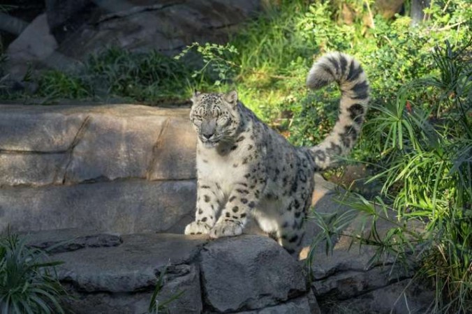 Snow leopard tests positive for COVID-19 in US' San Diego Zoo