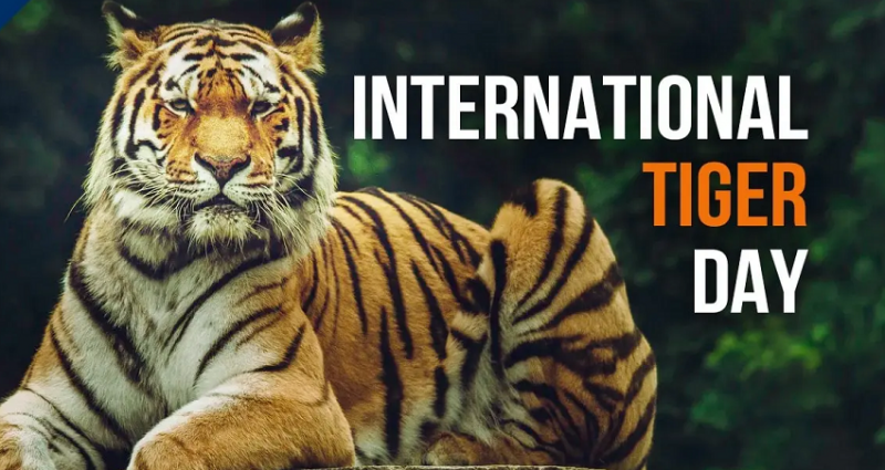 International Tiger Day 2024: Why We Celebrate and Why It Matters