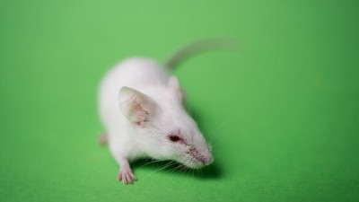 वैज्ञानिकों ने चूहों को होने वाले  कोरोनावायरस पर शोध किया