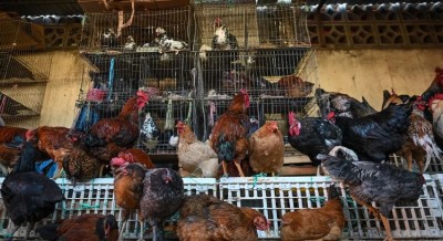 Geneva: WHO Announces First Confirmed Human Case of H5N2 Bird Flu