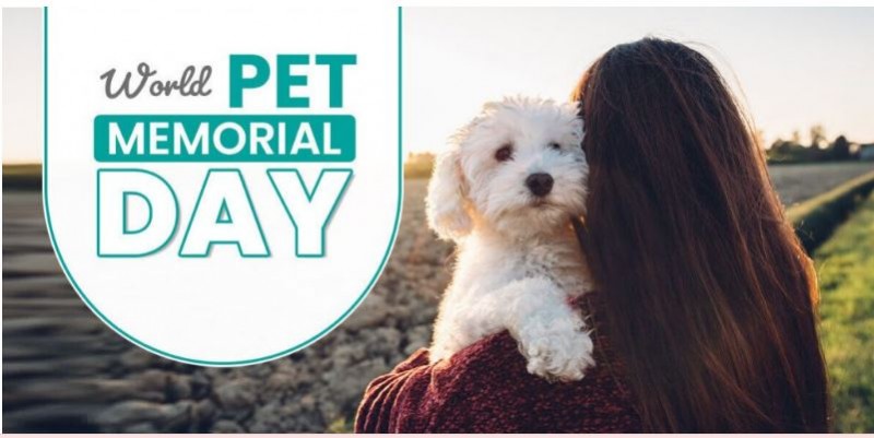 World Pet Memorial Day - Honoring Our Beloved Companions