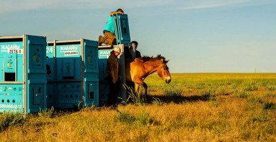 Wild Horses Return to Kazakhstan's Golden Steppe After 200 Years