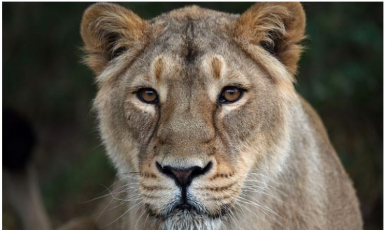 A Female Lion  tests Covid positive in Sri Lanka zoo, after male lion recovers