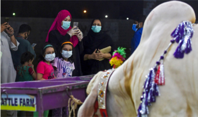 Eid cattle market in Karachi reverses tradition for women, by women.