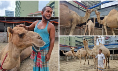 Fortune's feast: A special Eid sacrifice made by wealthy Bangladeshis involves camels