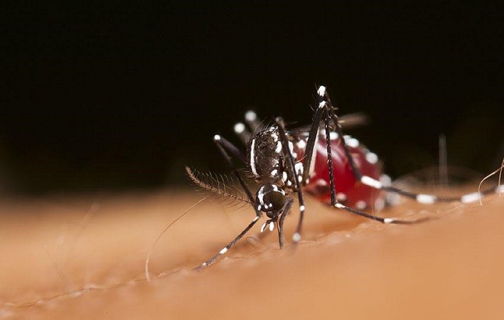 70 साल के प्रयास के बाद, WHO ने प्रमाणित किया कि चीन है मलेरिया मुक्त