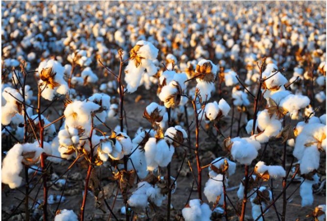 India Pak Deal: Pakistan likely to import cotton from India