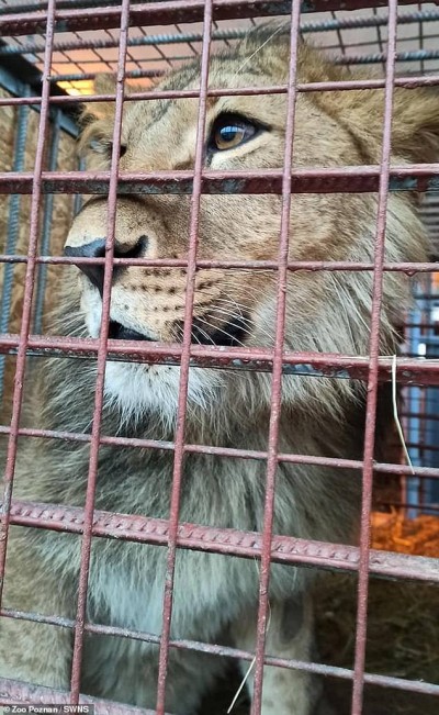 यूक्रेन-रूस तनाव:यूक्रेन के  चिड़ियाघर से शेर, बाघ  पोलैंड भेजे गए