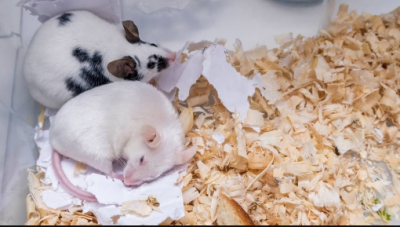 For the first time researchers produce mice from the cells of two males
