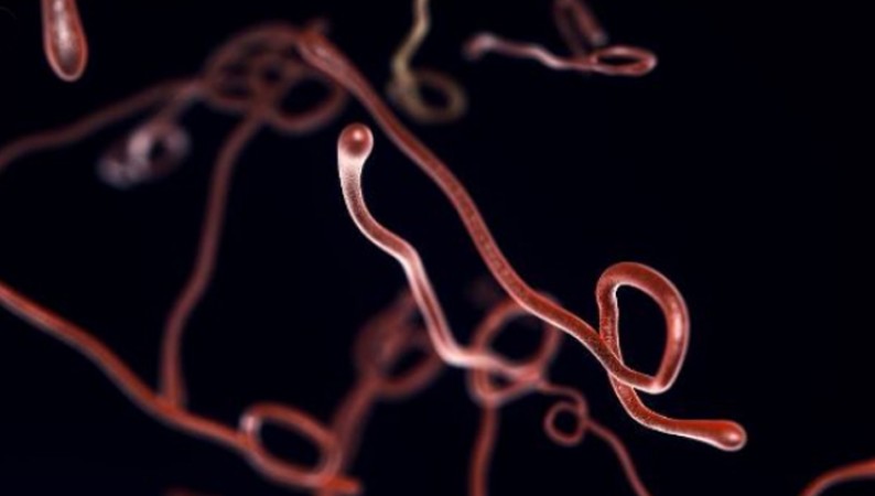 इबोला हमला: अफ्रीका के गिनी और कांगो में इबोला से 30 लोग हुए संक्रमित