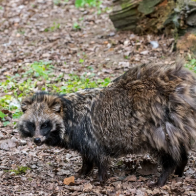 Raccoon dog genes were also found in COVID-positive samples