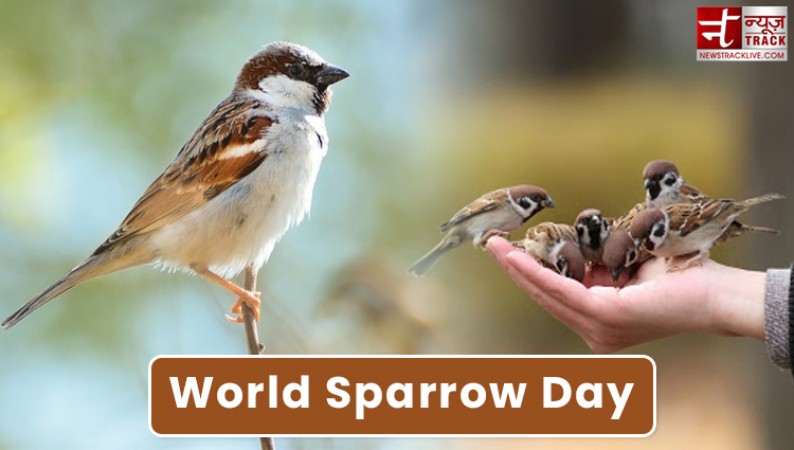 World Sparrow Day 2021 celebrates on March 20