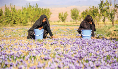 Afghans aim for the Middle East with the best saffron in the world