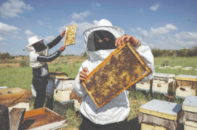 Gaza beekeeper takes care of hives by the tense border