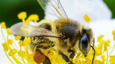 World Bee Day 2024: Engaging Youth for a Sustainable Future
