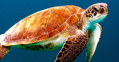 What is World Turtle Day, Why it is celebrated on 23rd May