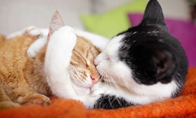 International Hug Your Cat Day: Celebrating Feline-Human Bond on May 30