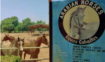 Breeding Arabian horses is both a passion and a science at a Pakistani army facility