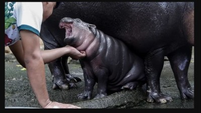 Thailand’s Baby Hippo, Moo Deng, Goes Viral After “Predicting” Donald Trump’s 2024 U.S. Election Win