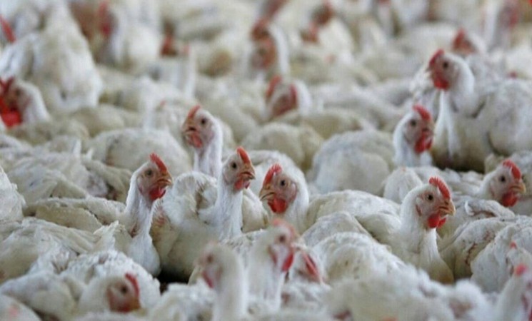 Japan confirms first Avian Flu outbreak of the season, 1.4 million birds to be culled.