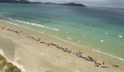 Around 100 Pilot Whales Died In New Zealand, Know Why