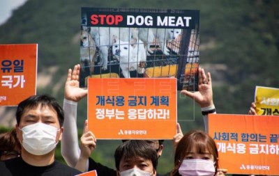 दक्षिण कोरिया कुत्ते के मांस की खपत पर सलाहकार निकाय स्थापित करेगा