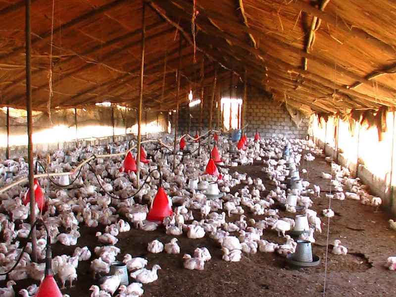 Highly pathogenic Bird flu outbreak among poultry, South Korea