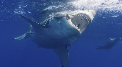 ऑस्ट्रेलिया के इस बीच पर शार्क ने लोगों को बनाया अपना शिकार