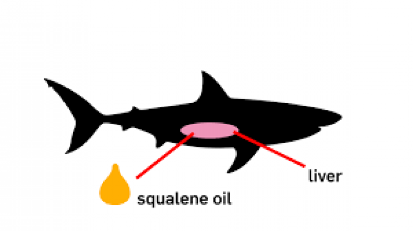 Shark community will not be destroyed to save humans, researchers on allegation of Squalene extraction for COVID-19 vaccine