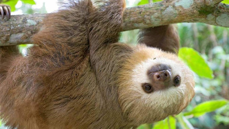 International Sloth Day: Ten Fascinating Facts About Endangered Sloths