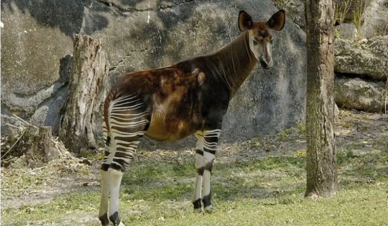 World Okapi Day 2023: Protecting Enigmatic 'Zebra Giraffe' of Rainforest