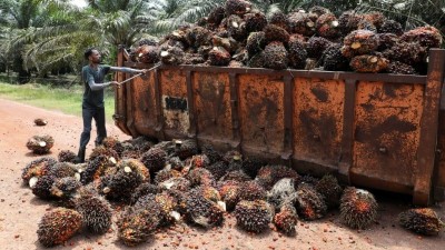 Malaysia Seeks New Markets for Palm Oil Amid EU Regulatory Pressure