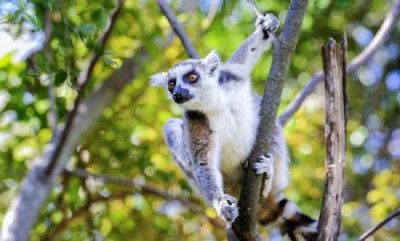 Celebrating the Wonders of Madagascar: World Lemur Day 2023 and the World Lemur Festival