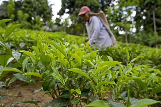 Sri Lanka Govt to offer free tea plants to encourage growth: Minister