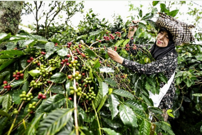 IsDB's Pioneering Initiatives Transforming Coffee Farming in Indonesia