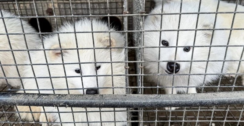 Virus Risk: 125 Found in China's Fur Farms, 39 Pose High Threat to Humans