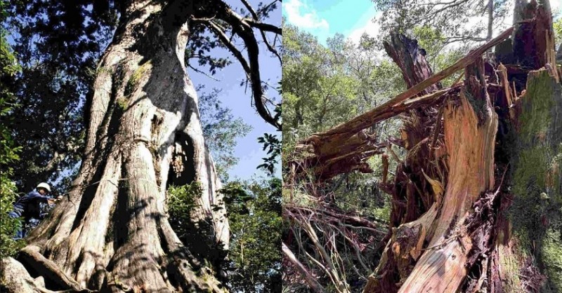 Ancient 3,000-Year-Old Cedar Tree Toppled by Typhoon on Yakushima Island