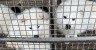 Virus Risk: 125 Found in China's Fur Farms, 39 Pose High Threat to Humans