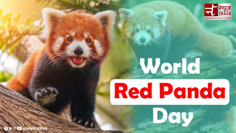 World Red Panda Day: Celebrating and Protecting an Enigmatic Species