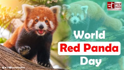 World Red Panda Day: Celebrating and Protecting an Enigmatic Species