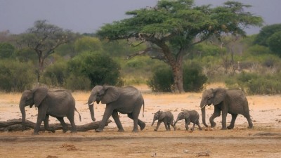 How Severe Droughts Are Leading Zimbabwe and Namibia to Kill Elephants for Food