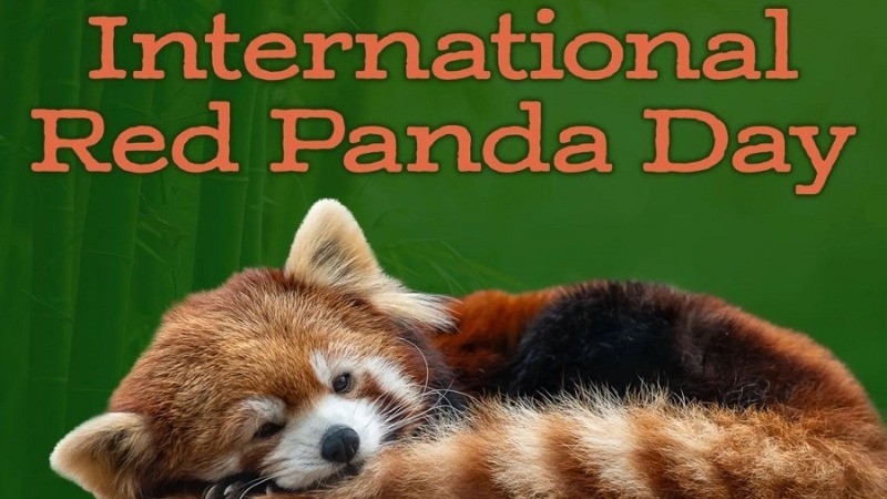 International Red Panda Day 2024: A Global Call to Save a Precious Species from Extinction