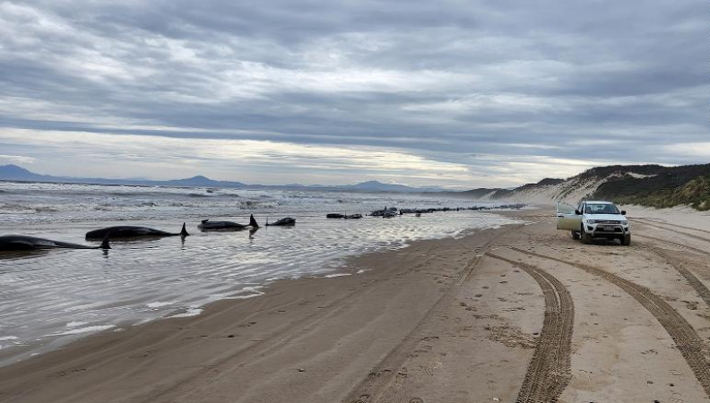 After a mass stranding in Australia, 200 whales died and 35 were still alive