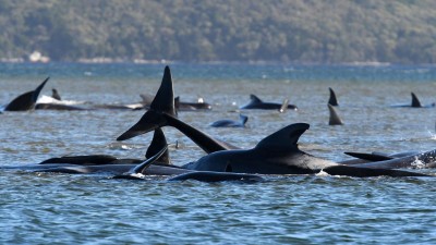 Hundreds of whales die in Australia's Tasmania; know the reason