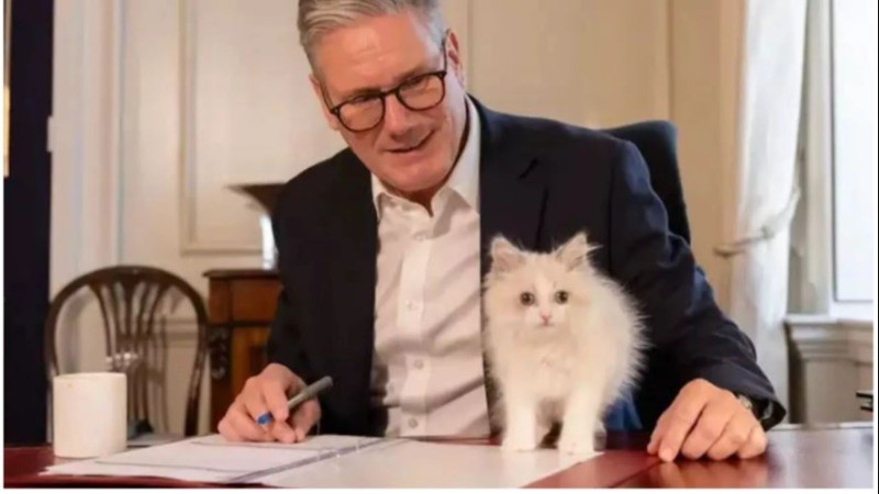 New Addition at Downing Street: Prime Minister Keir Starmer Welcomes Kitten Prince