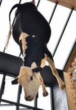 Now cow is hung in Australia restaurant.