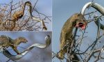 नेवले ने चतुराई से पेड़ पर चढ़कर किया खतरनाक सांप का शिकार, देखिये वीडियो