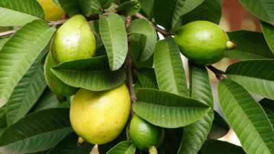 4 Steps to make guava leaves solution for hair growth